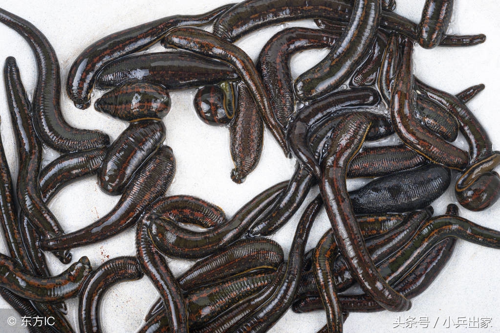 农产品之一“特种养殖”