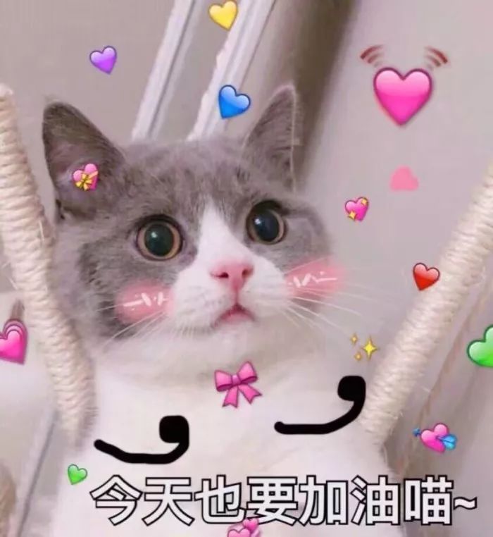 哈哈哈哈哈哈哈哈这届猫奴的智商有点高!