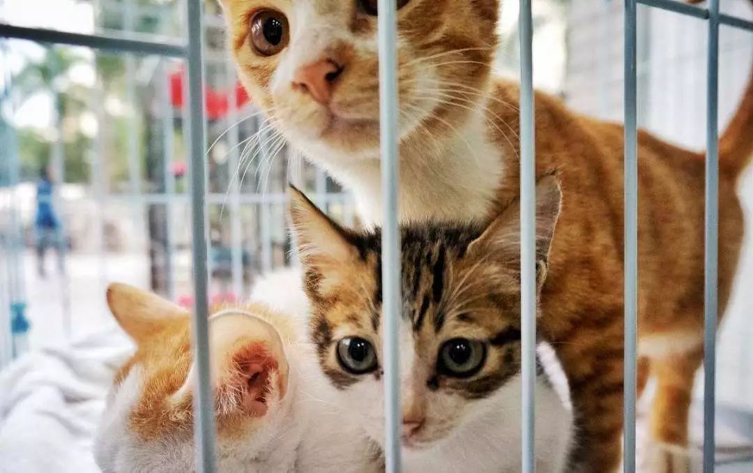 哈哈哈哈哈哈哈哈这届猫奴的智商有点高！