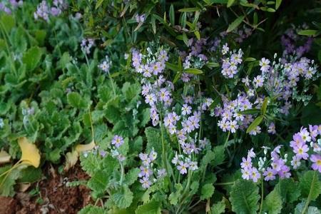 报春花小苗什么时候长大开花,盆栽报春花的养护方法