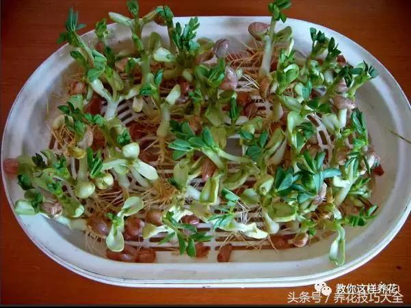 盆栽花生的变化,最好看的盆栽花生