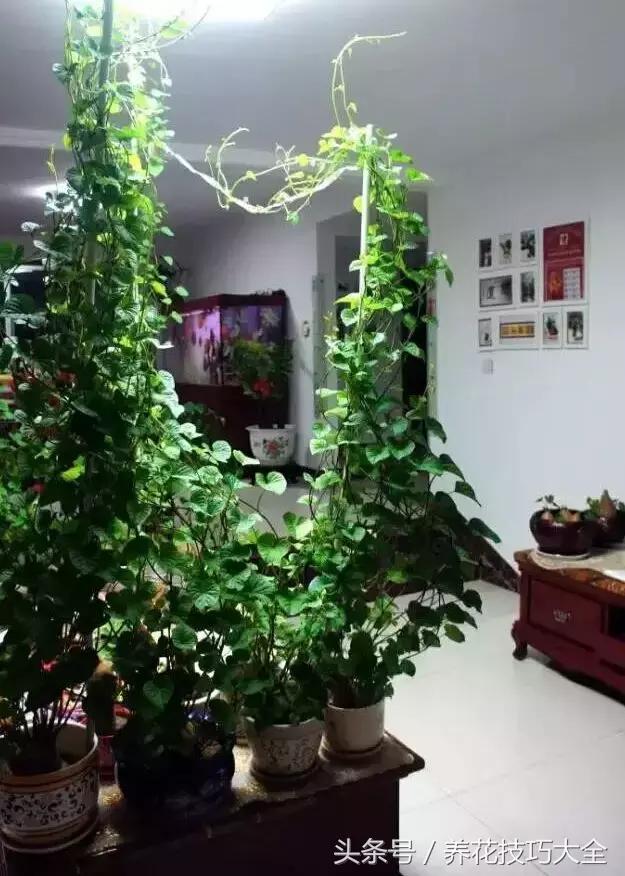 盆栽花生的变化,最好看的盆栽花生