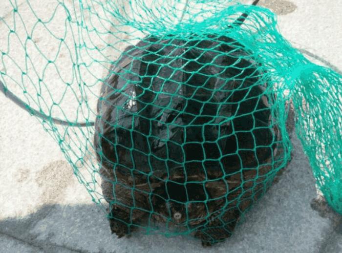 钓鱼钓到外来物种,钓鱼钓到外来入侵物种