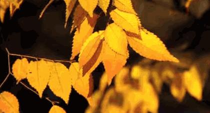 对不起,这个月我要去粤北山区的韶关了