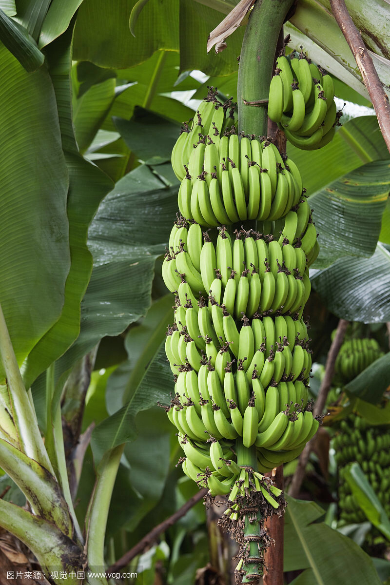 中药香蕉的克星,中药香蕉花
