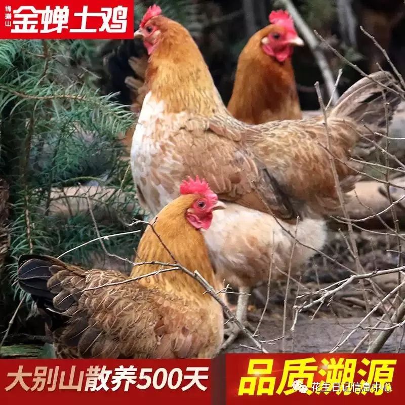 聚划算优惠,聚划算双11大额券什么时候更新