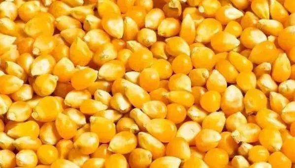 石油价格上涨对玉米的影响,今日玉米价格上涨最新行情