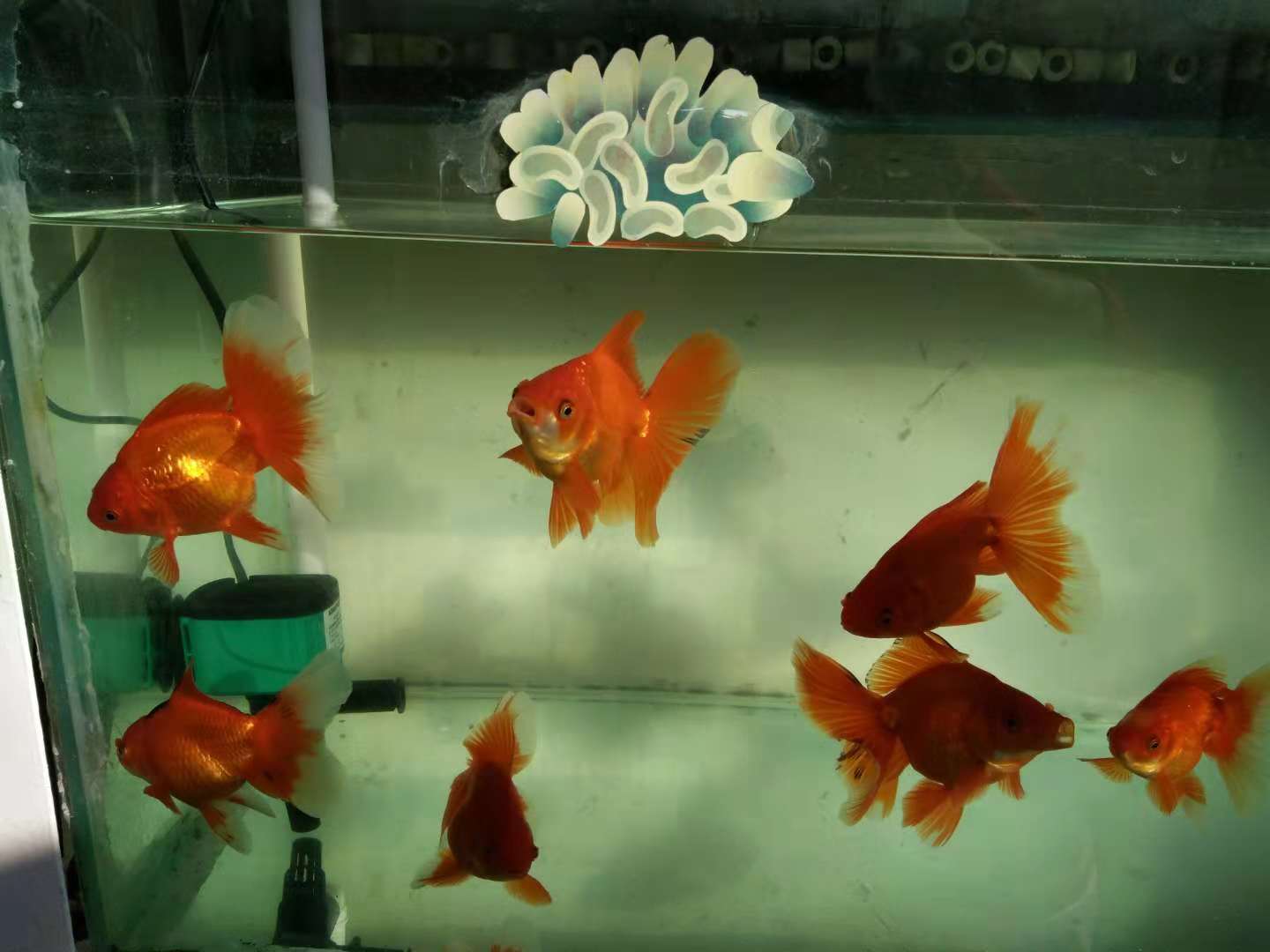 鱼缸用硝化细菌还需要用净水剂吗,30*20*30的鱼缸放几粒硝化细菌