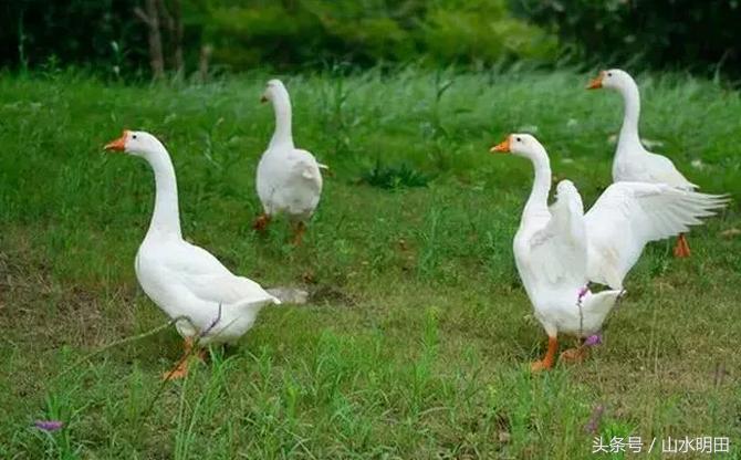 「大吉大利今晚吃鸡」草原红玉鸡草原散养180天吃一口忘不掉