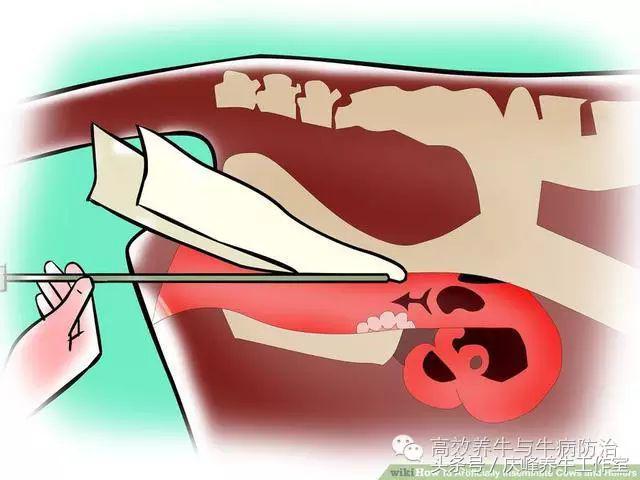 给母牛做人工授精教程,给牛人工授精的操作要领
