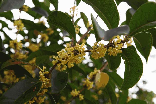 赏桂好去处,金秋赏桂好去处