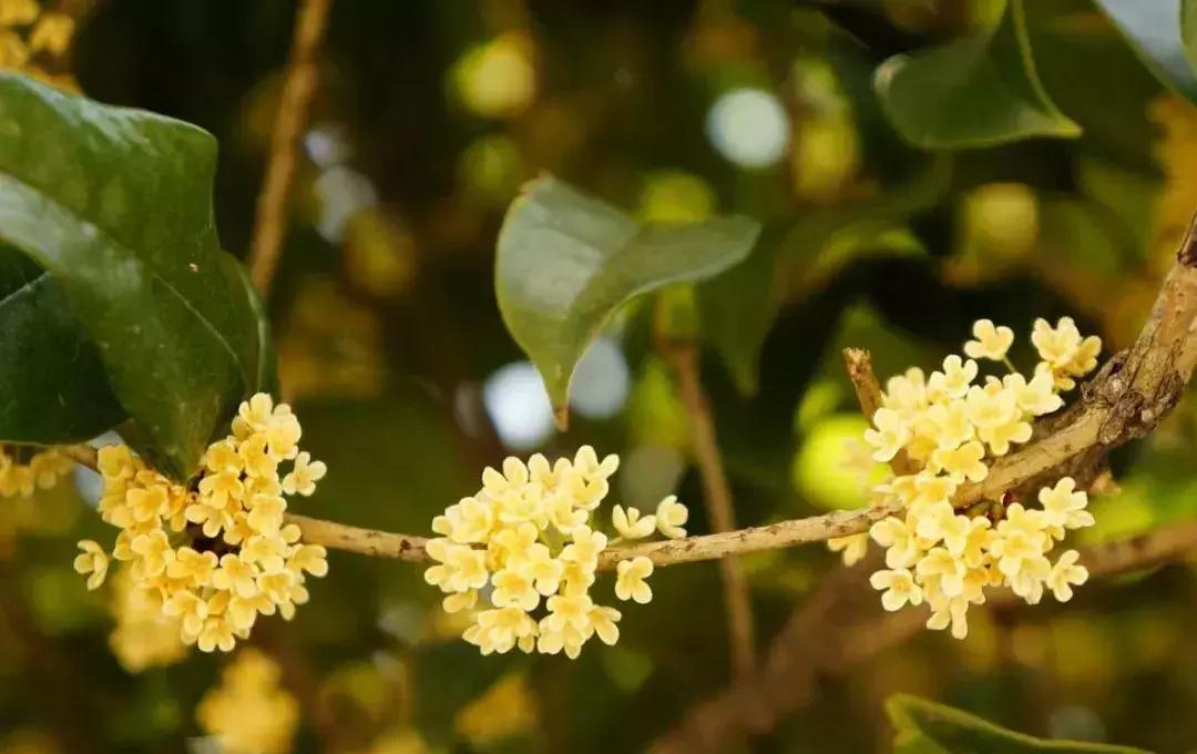 赏桂好去处,金秋赏桂好去处