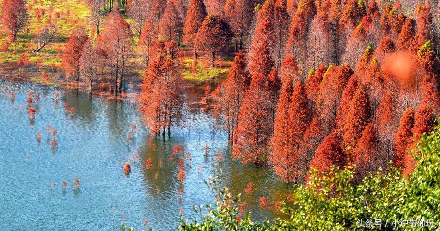 上海周边自驾免费景点推荐,上海周边一日自驾游自然风景