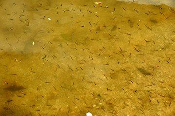 小时候最喜欢去河里抓鱼,记得小时候最喜欢捉鱼