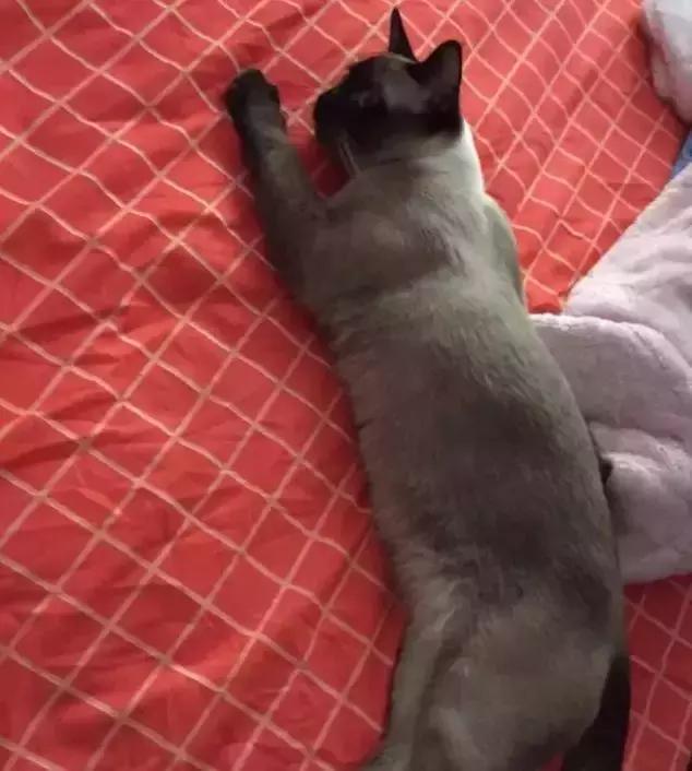 暹罗怎么不变白,暹罗变黑变不回来怎么办