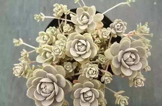 极强的适应能力,超强的适应力