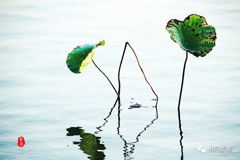 淮阳龙湖荷花盛景照片及描写,淮阳龙湖荷塘