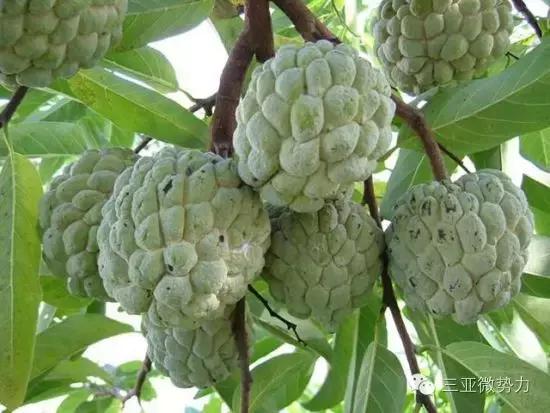 海南人最喜欢吃的食物,海南人吃最多的是什么