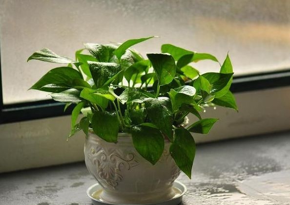 花卉最好有机肥,花卉最好的复合肥