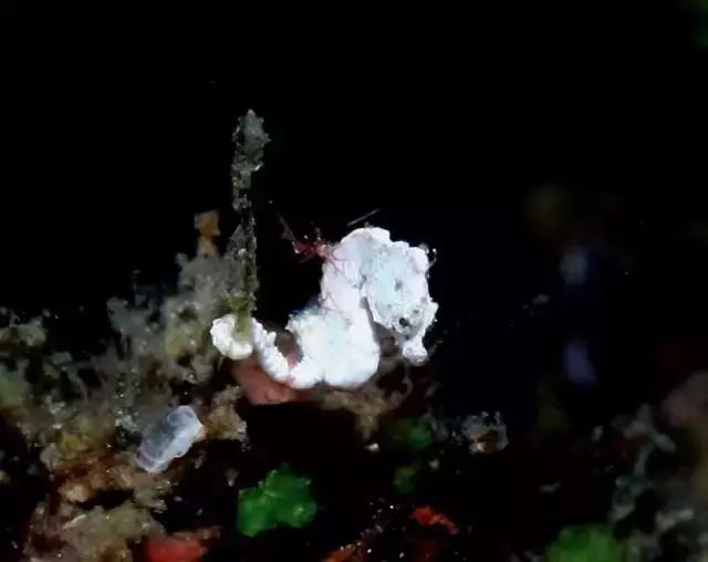 潜水证需要考哪些,考一个潜水证大约需要多久