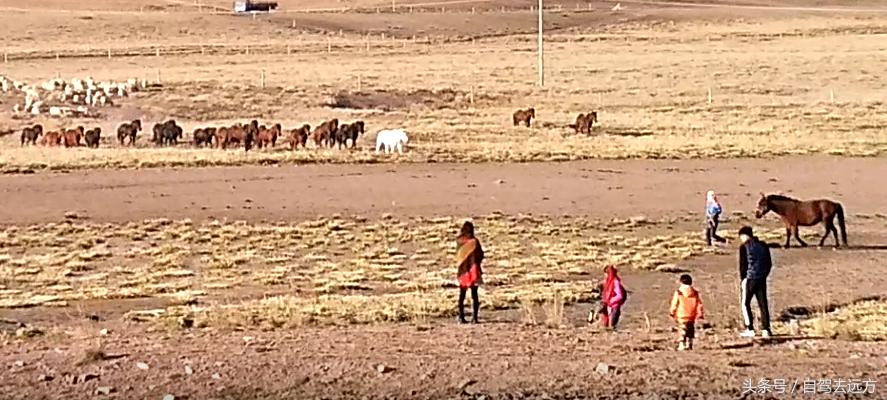 灞变腹鐗ф皯楠戦┈,灞变腹楠戦┈鐗ф皯