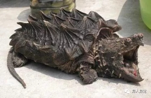 龟市行情回顾,龟市低迷却是新人入手的最好时机