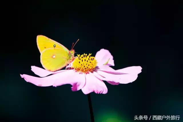 拉萨林芝旅游攻略最新四天三夜,拉萨旅游攻略超详细