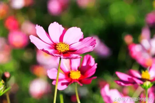 拉萨旅游攻略必去景点大全,拉萨旅游景点推荐及攻略