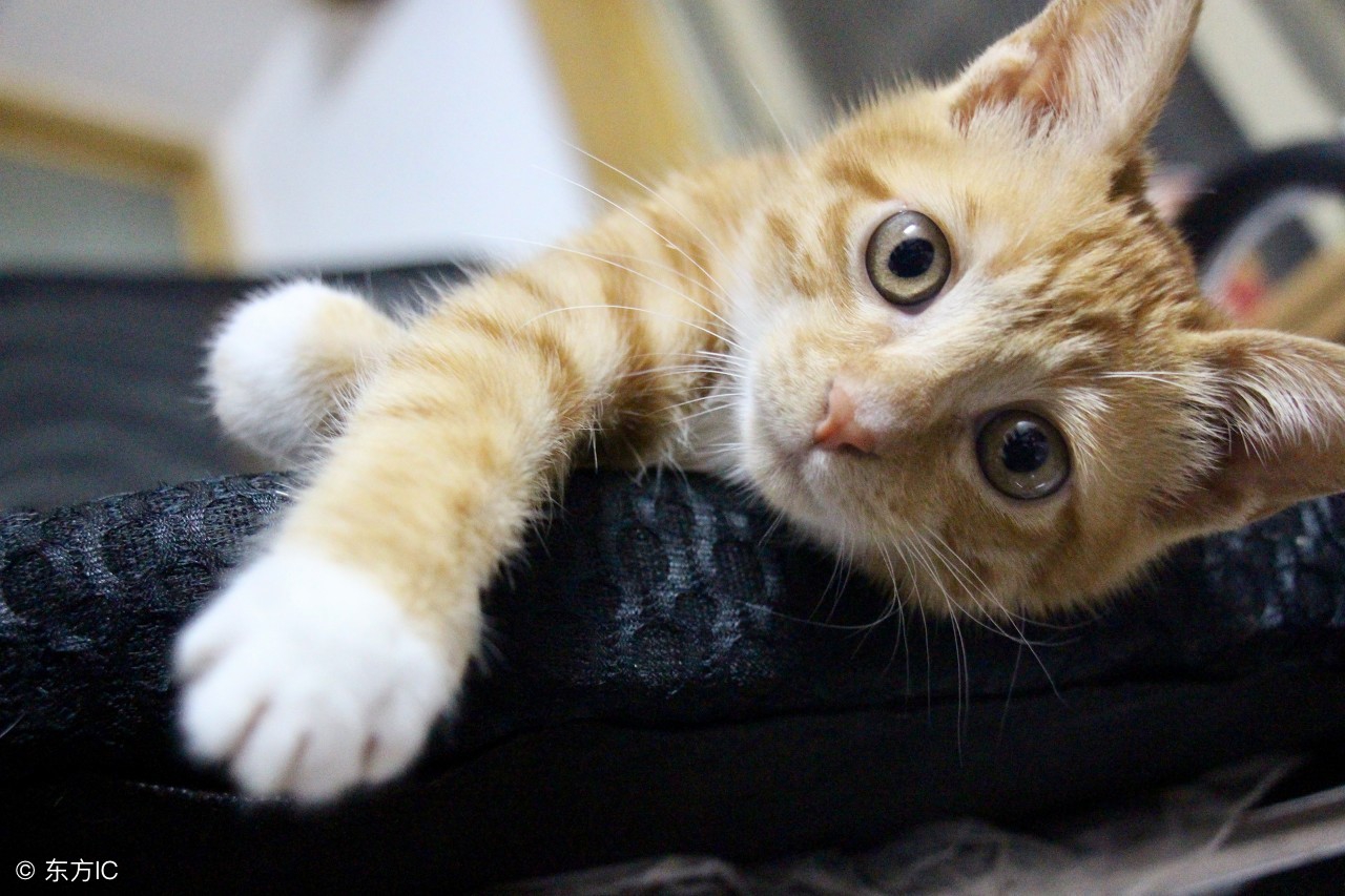 猫咪主题餐厅,大型撸猫现场曼谷猫咪咖啡馆推荐