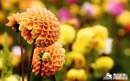 已经完全不信任家长了怎么办,家长不信任教师咋办