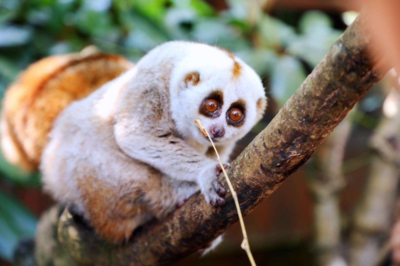 光唱歌就能给村里分红,曾祭人头的神秘佤族,走进你不知道的云南