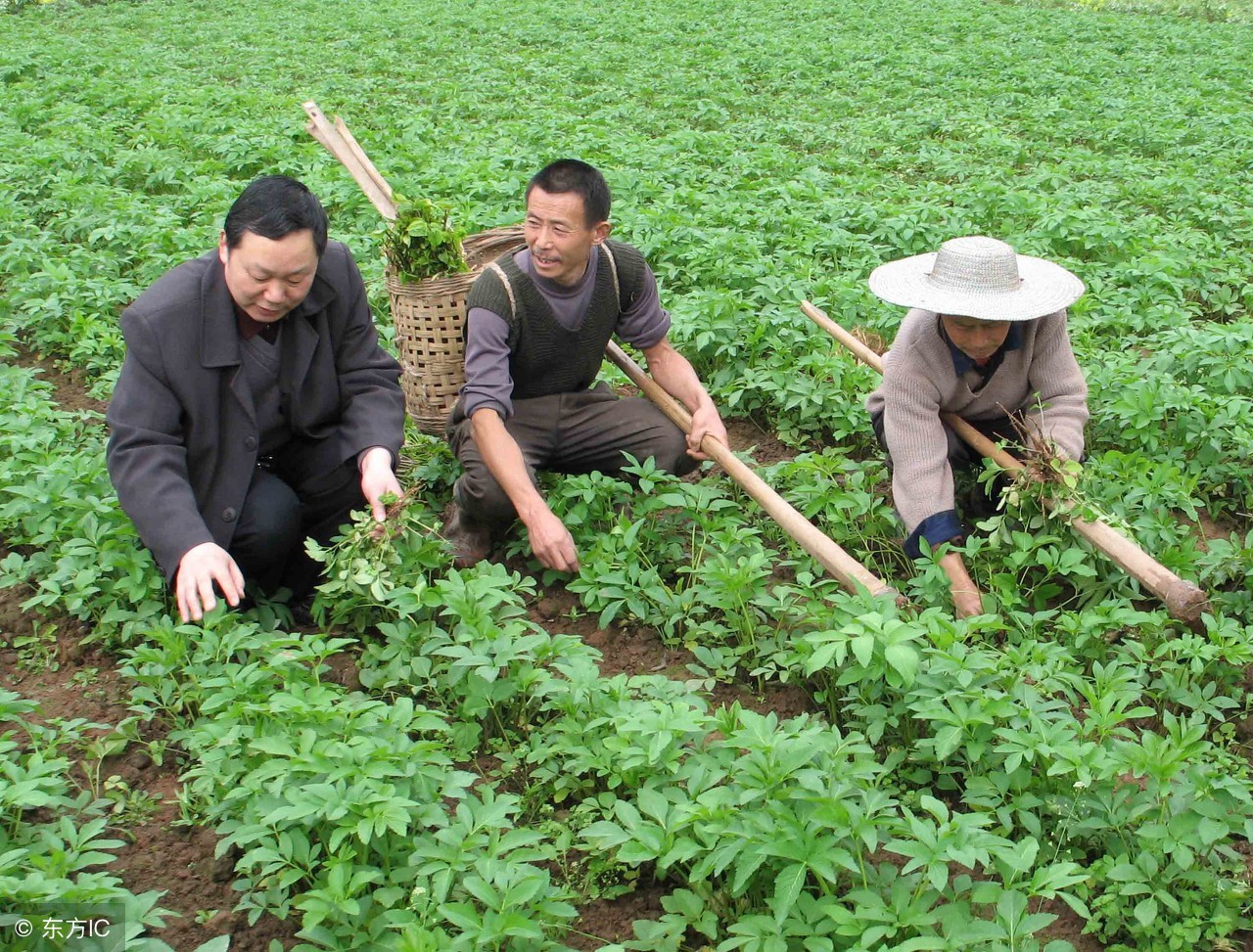 白芷打粉敷脸好吗,白芷打粉加黄酒外敷