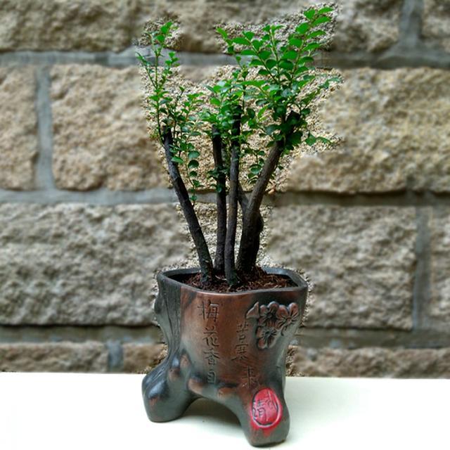 小叶紫檀盆景冬天该怎么养,小叶紫檀盆景夏天该怎么养