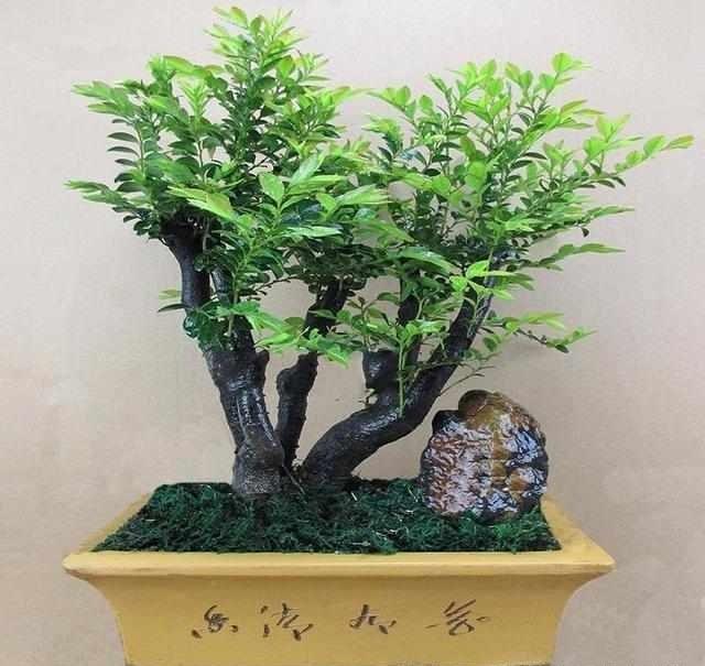 小叶紫檀盆景冬天该怎么养,小叶紫檀盆景夏天该怎么养