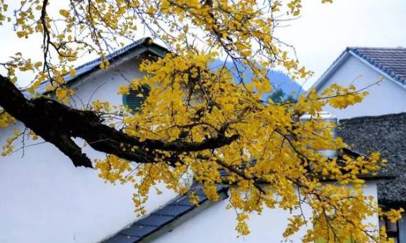 不要去杭州,杭州西湖值得去的地方