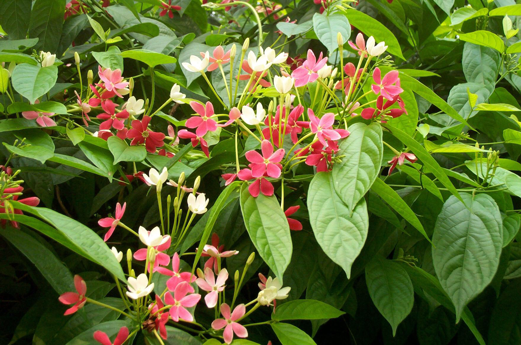 中药材使君子图片,使君子同类型中药材