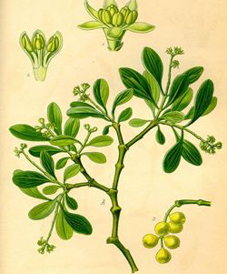 中药材桑寄生价格,中药材桑寄生批发价格多少钱