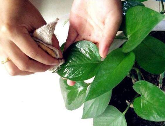 绿萝只有气根没有叶子可以扦插吗,绿萝怎样才能让叶子长得更旺盛