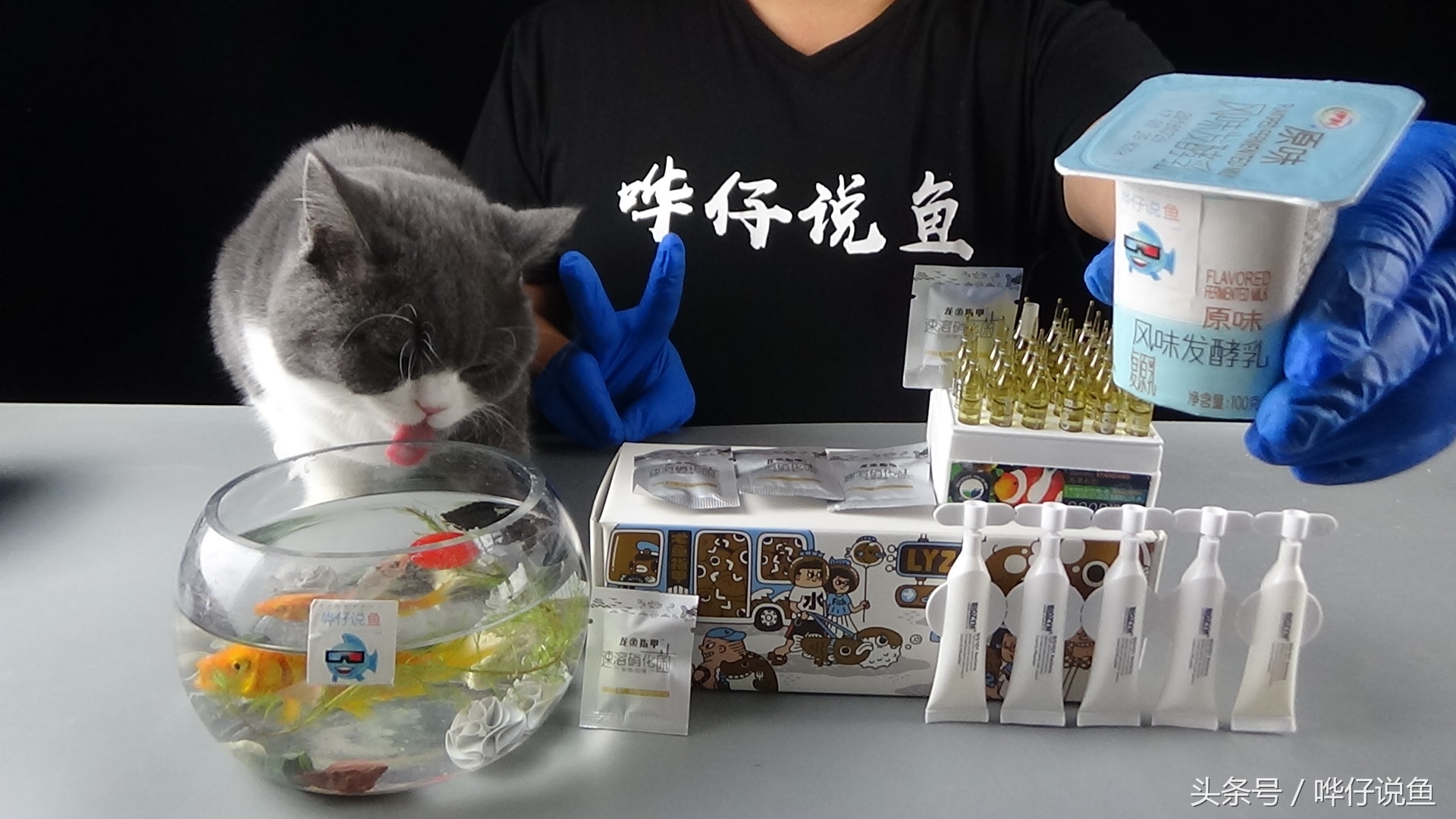 哗仔独家养水秘籍,观赏鱼饲养全攻略