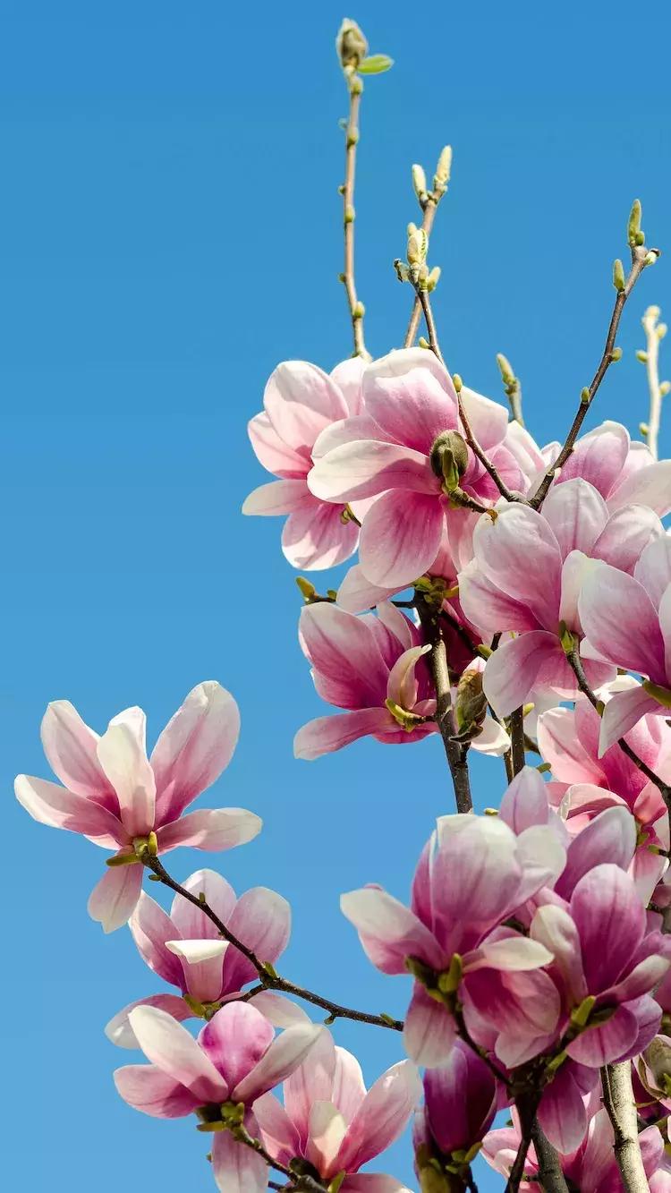 老年人学唱歌课堂,老年人学唱歌的教程