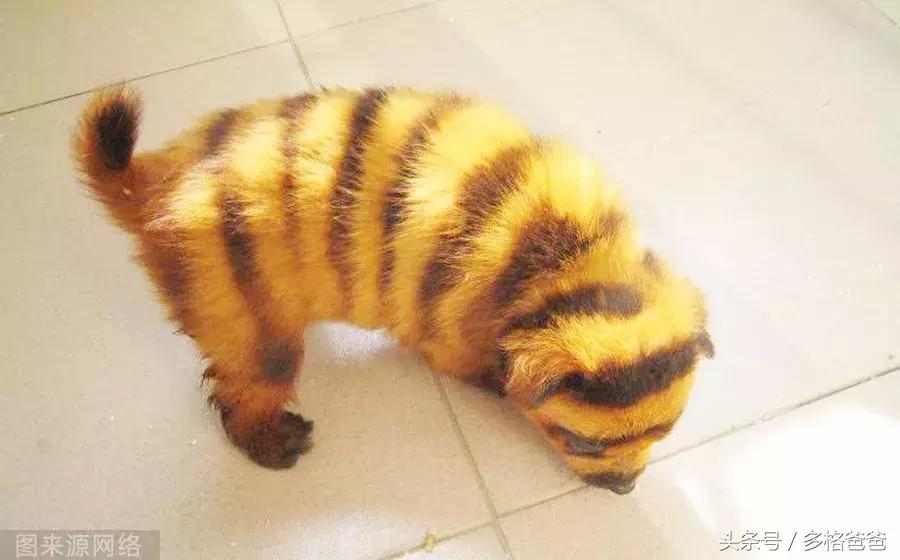 犬舍买狗需要注意什么问题和细节,买幼犬要注意哪些