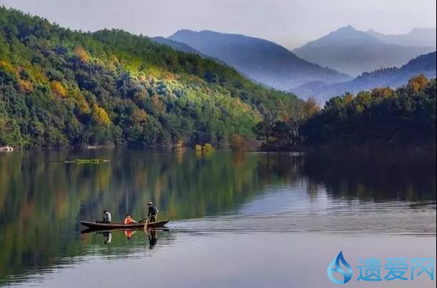 水中大熊猫全国仅3只图片,罕见水中大熊猫桃花水母现身云南
