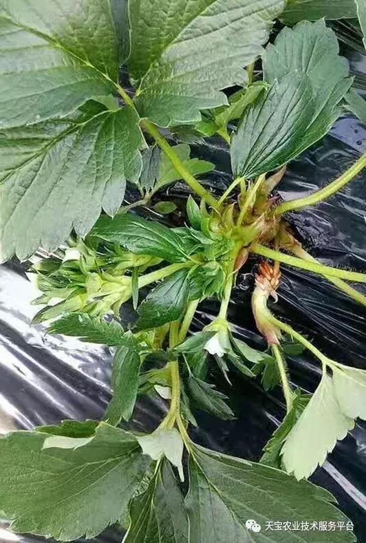 草莓不出花芽,草莓花芽分化的最佳方法