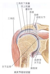 辟谣健身十大谣言,肩周炎健身中的正确锻炼方法