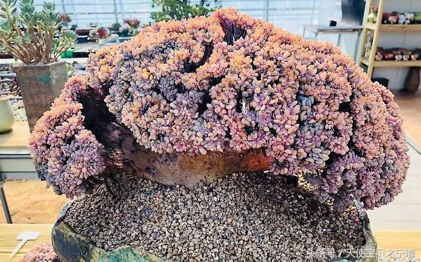 多肉老桩之美,多肉老桩欣赏最新