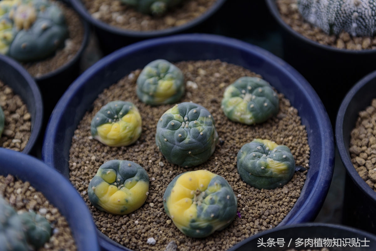 仙人球种花盆里需要松土么,仙人球新栽需要浇水吗