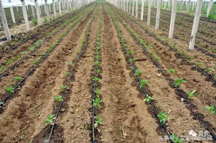 滴灌堵塞解决方法,滴灌堵了怎么办