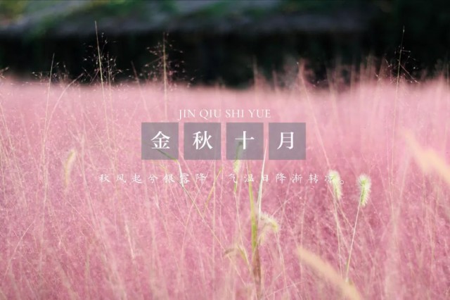 全网最火的粉黛乱子草,粉黛乱子草抖音