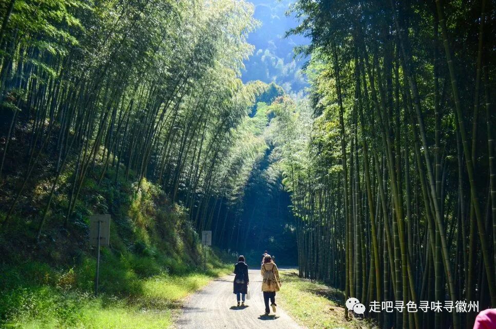 竹海扬波，溪山飞瀑｜心花开放在幽篁里