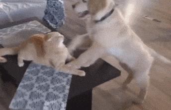 被蚂蚁咬了要去打狂犬疫苗吗,被红火蚁咬了6天可以打疫苗吗